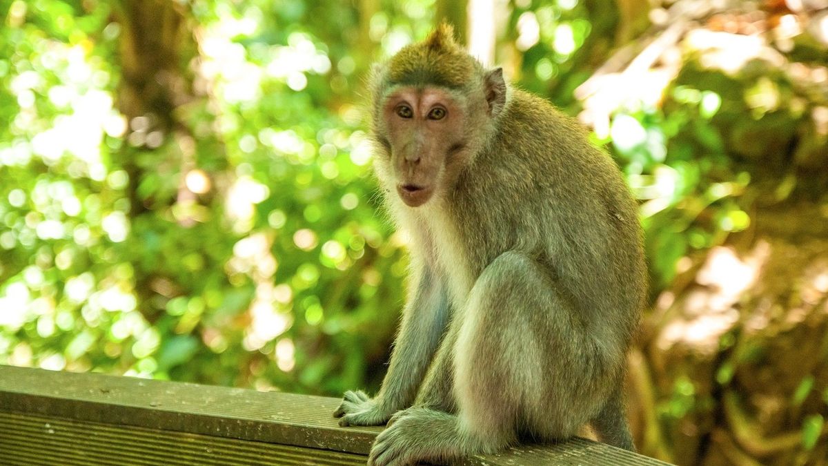 V Japonsku pátrají po opici, která útočí na lidi a napadla i kojence